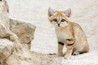 亚洲国产毛茸茸